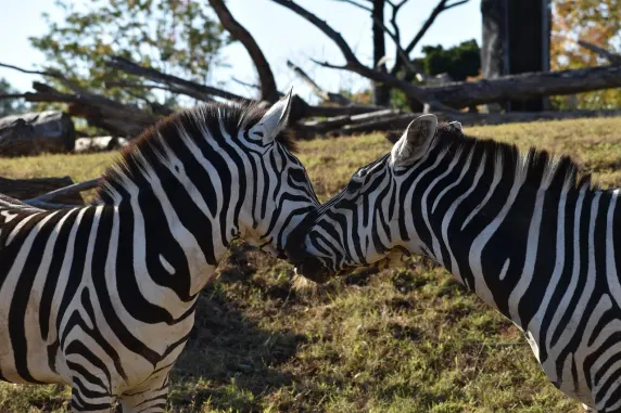 カジノ スロッツ カフェ サポート